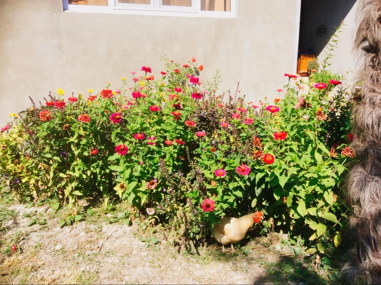 Bed and Breakfast House On Ashiq Cuma Street 8 Şǝki Exteriér fotografie